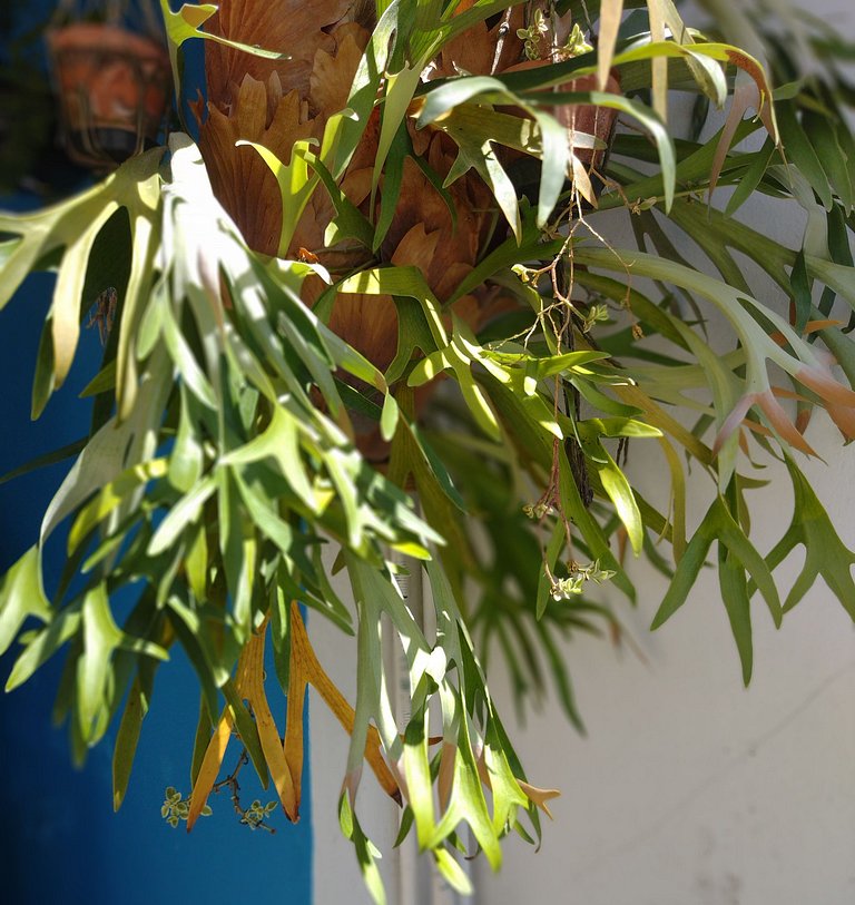 Delicinha da Praia de Bombas - Loft 02